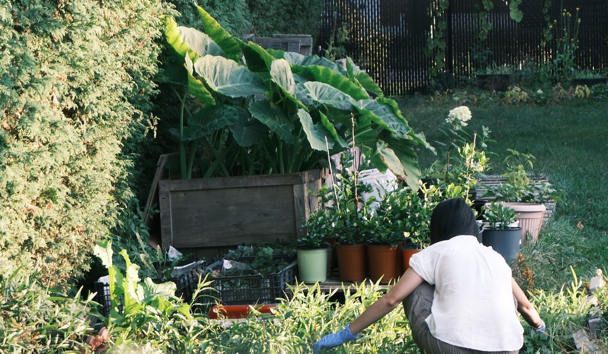 Building a Wildlife Pond in a Country Garden