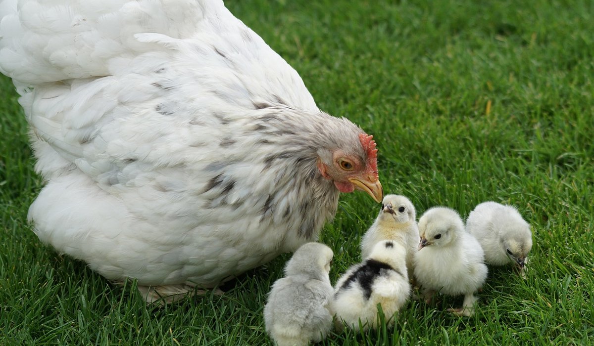 Choosing the Right Chicken Breeds for a Family Flock