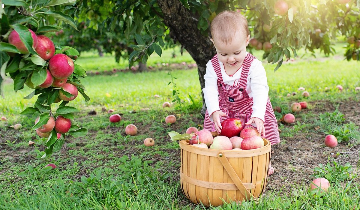Pruning Apple Trees for Better Fruit and Shape