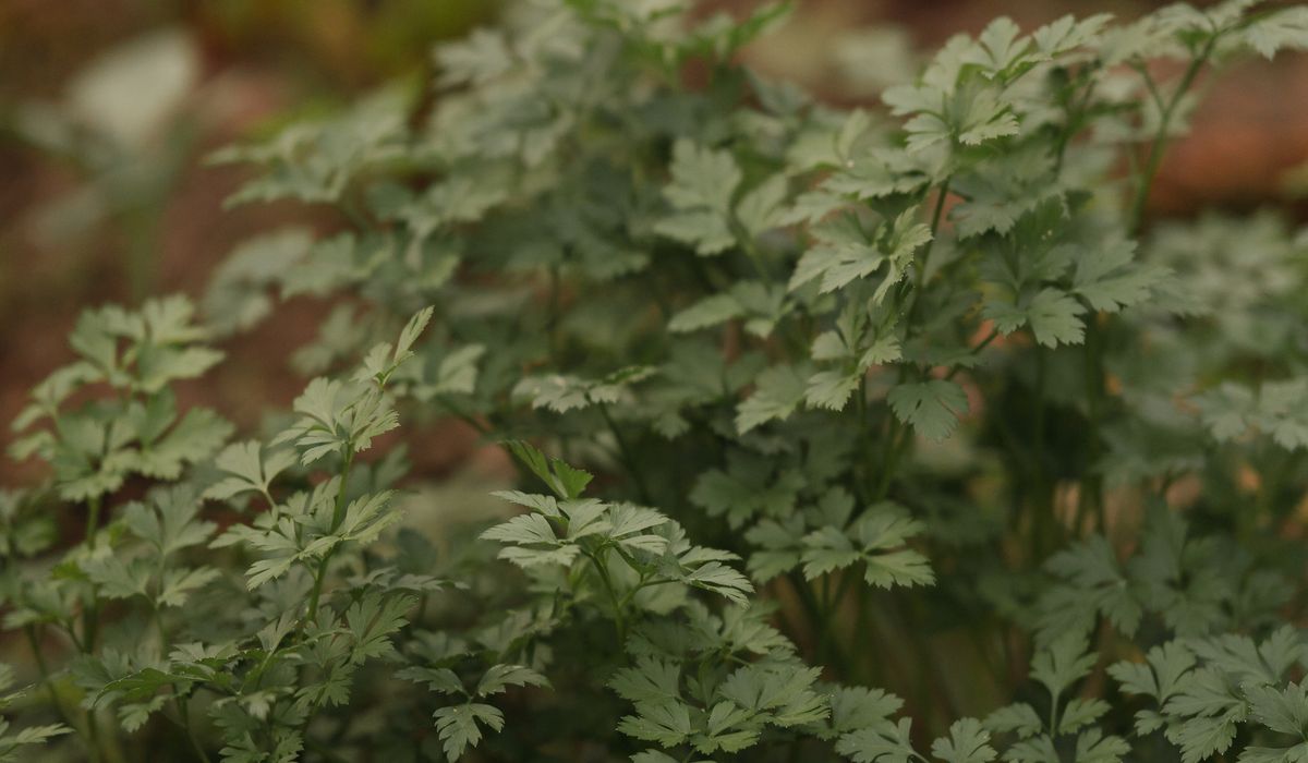 Using Green Manures to Protect Winter Garden Beds